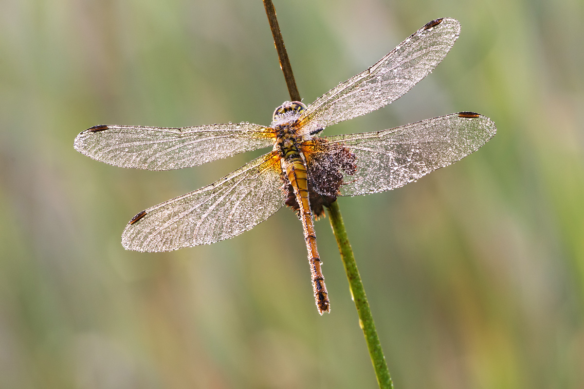 Dew covered Common Darter 4